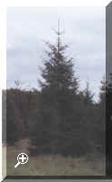 Spruce-Tree.jpg (313662 bytes)