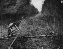 Thinning 1949
