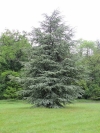 Silver Jubillee