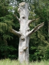 Dead Tree